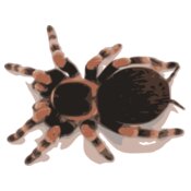 tarantula