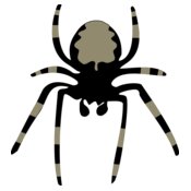 spider